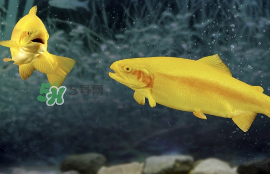 金鱒魚好吃嗎？金鱒魚怎樣做好吃