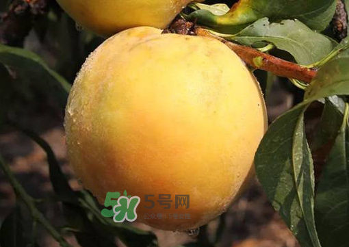 錦繡黃桃多少錢一斤？錦繡黃桃好吃嗎？