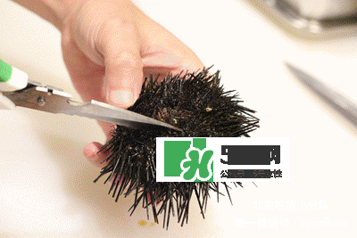 海膽怎么處理？海膽可以生吃嗎？