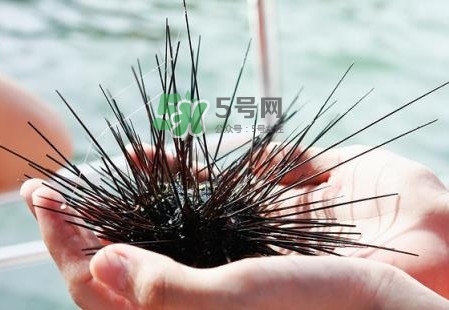 海膽有毒嗎？海膽有寄生蟲(chóng)嗎