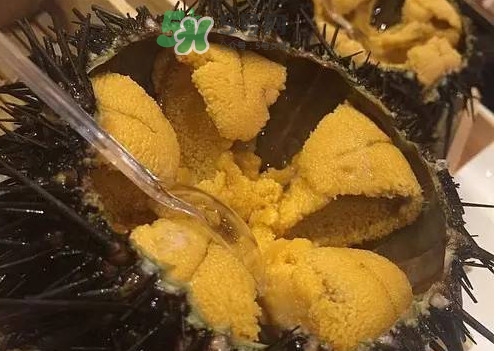 冷凍海膽黃化了能吃嗎？海膽吃多了會怎樣