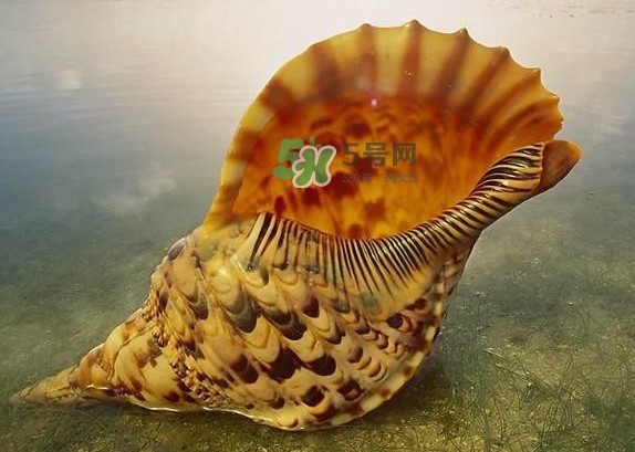為什么海螺殼里面會有聲音？海螺和韭菜能不能一起吃
