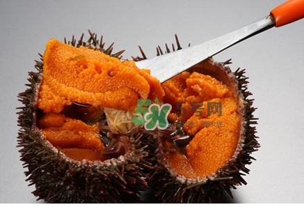 冷凍海膽黃化了能吃嗎？海膽吃多了會怎樣