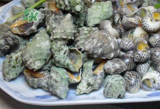 海螺怎么做好吃？海螺怎么清洗干凈