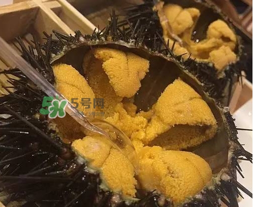 海膽貴嗎？海膽多少錢一斤？