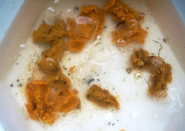 活海膽怎么殺？海膽怎么開殼？