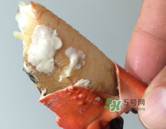赤甲紅有母蟹嗎？赤甲紅為什么沒有母蟹？