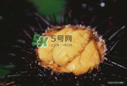 海膽是什么味道？海膽有什么營養(yǎng)價值