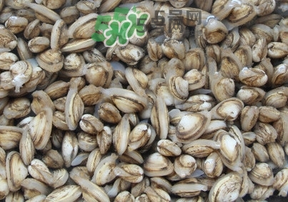海瓜子怎么養(yǎng)？如何挑選海瓜子