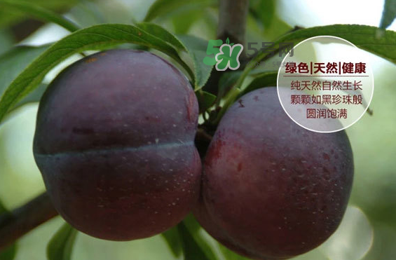黑布林什么時候吃最好？黑布林什么人不能吃？