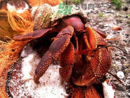 椰子蟹是寄居蟹嗎？椰子蟹中國(guó)哪里能買到