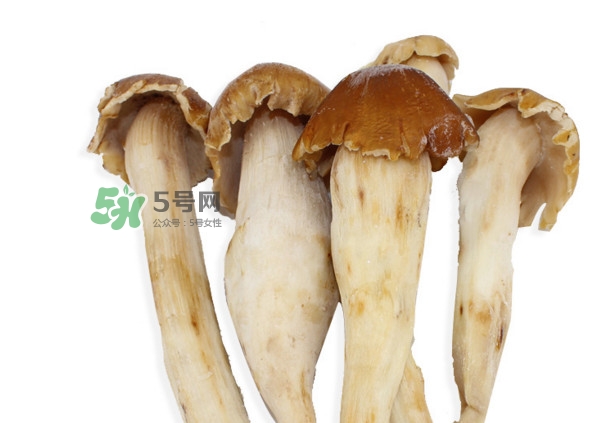 雞樅菌有毒嗎？雞樅菌不能和什么一起吃？