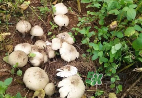 雞樅菌可以人工種植嗎？怎么人工種植雞樅菌