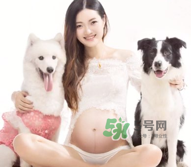 狗對(duì)孕婦的危害有哪些？狗對(duì)孕婦有影響嗎？