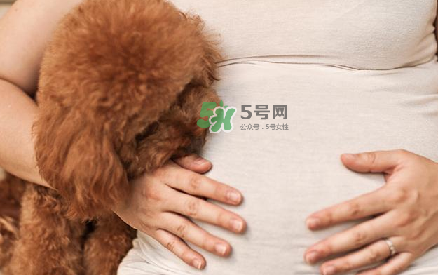 狗對(duì)孕婦的危害有哪些？狗對(duì)孕婦有影響嗎？