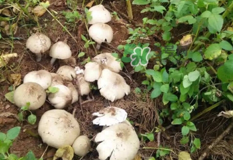 雞樅菌為什么那么貴？雞樅菌為什么離不開白螞蟻