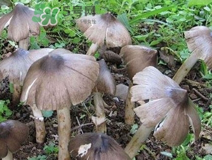 雞樅菌為什么那么貴？雞樅菌為什么離不開白螞蟻