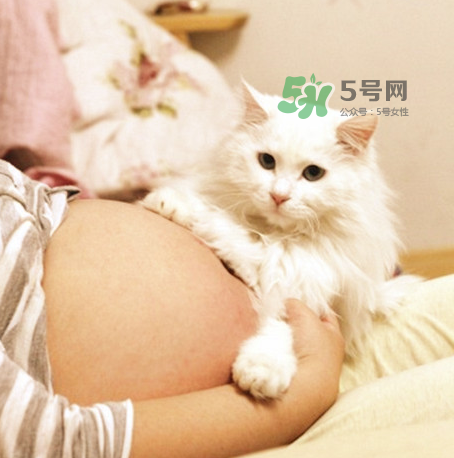 孕婦被貓抓了怎么辦？孕婦被貓抓傷了對寶寶有什么影響？