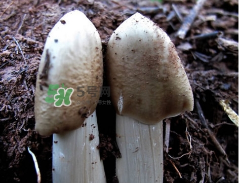雞樅菌怎么保存？雞樅菌可以放冰箱嗎？