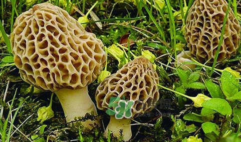 羊肚菌生長在什么地方？羊肚菌同什么煲湯最好