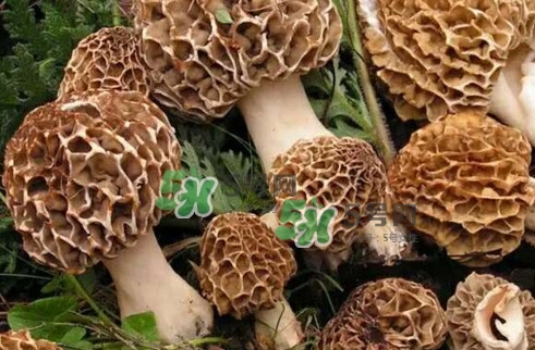 羊肚菌最大產(chǎn)地是哪兒？羊肚菌怎么泡發(fā)