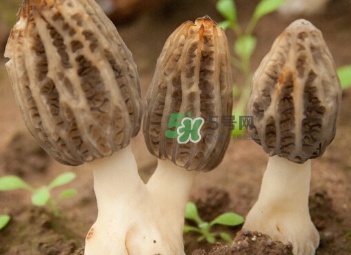 生了蟲的羊肚菌能吃嗎？羊肚菌長(zhǎng)蟲子怎么辦？