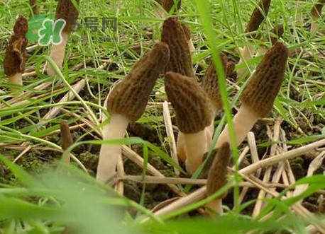 羊肚菌什么時(shí)候采摘？羊肚菌什么季節(jié)有