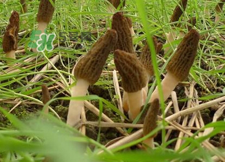 如何識別羊肚菌真假？買羊肚菌怎么挑選