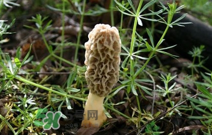 如何識別羊肚菌真假？買羊肚菌怎么挑選