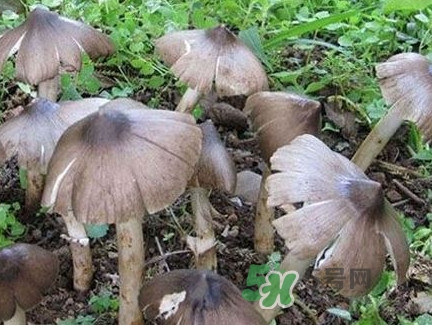雞樅菌什么時(shí)候有？雞樅菌生長(zhǎng)在什么地方