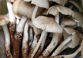雞樅菌什么時候有？雞樅菌生長在什么地方