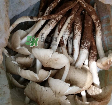 雞樅菌可以人工種植嗎？怎么人工種植雞樅菌