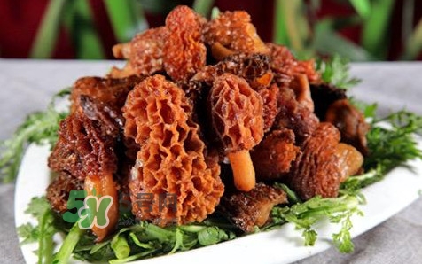 羊肚菌生長在什么地方？羊肚菌同什么煲湯最好