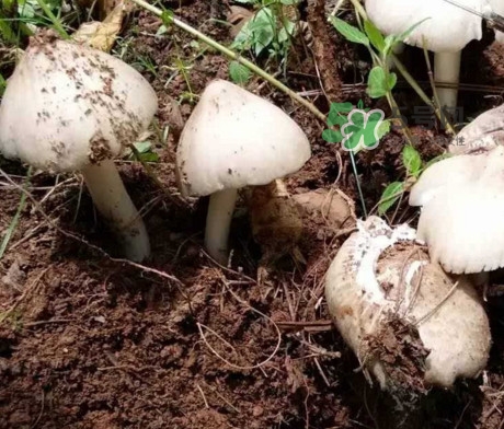 雞樅菌怎么保存？雞樅菌可以放冰箱嗎？