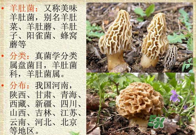 生了蟲的羊肚菌能吃嗎？羊肚菌長(zhǎng)蟲子怎么辦？