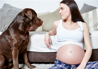 狗對孕婦的危害有哪些？狗對孕婦有影響嗎？