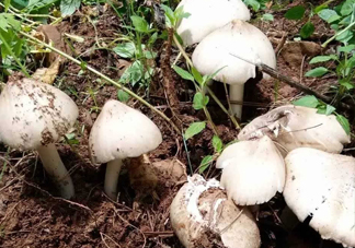 雞樅菌怎么保存？雞樅菌可以放冰箱嗎？