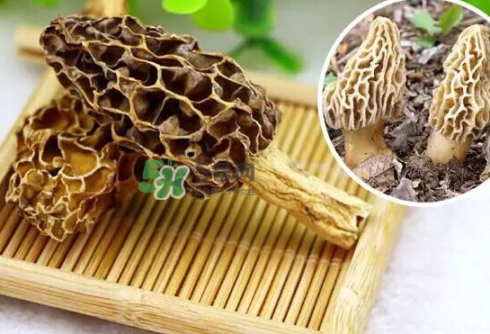 羊肚菌怎么清洗？羊肚菌怎么保存