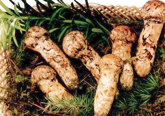 新鮮松茸怎么保存？干松茸如何保存？