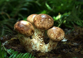 干松茸多少錢一斤？野生松茸多少錢一斤？