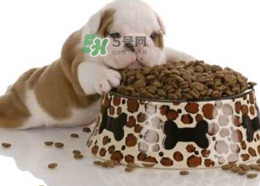 三伏天狗狗不吃飯怎么辦？三伏天狗狗不吃飯怎么回事？