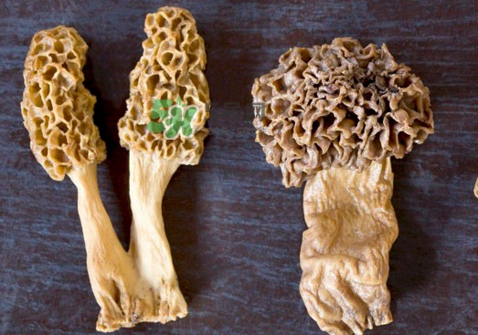 羊肚菌有假的嗎？野生羊肚菌有幾種？