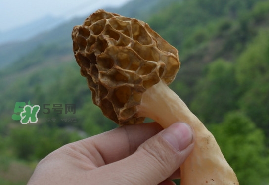 羊肚菌可以泡水喝嗎？羊肚菌可以燉鴿子嗎