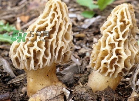 羊肚菌可以泡茶喝嗎？羊肚菌可以生吃嗎