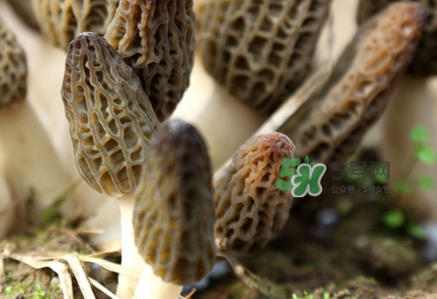 羊肚菌能泡酒嗎？羊肚菌可以炒著吃嗎？
