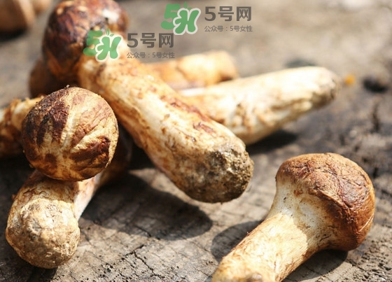 干松茸多少錢一斤？野生松茸多少錢一斤？