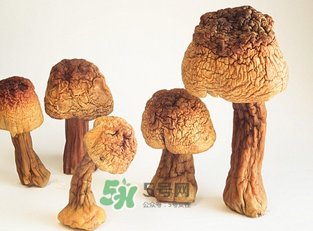 松茸是發(fā)物嗎？松茸是熱性還是涼性？