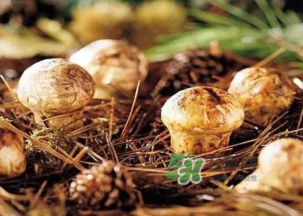 松茸什么時候吃最好？松茸什么季節(jié)有
