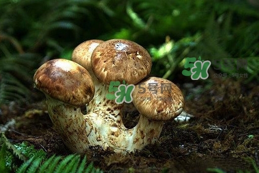 干松茸多少錢一斤？野生松茸多少錢一斤？