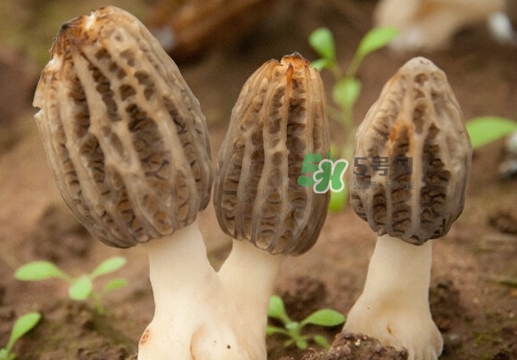 羊肚菌有假的嗎？野生羊肚菌有幾種？